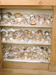 608943 shell collection